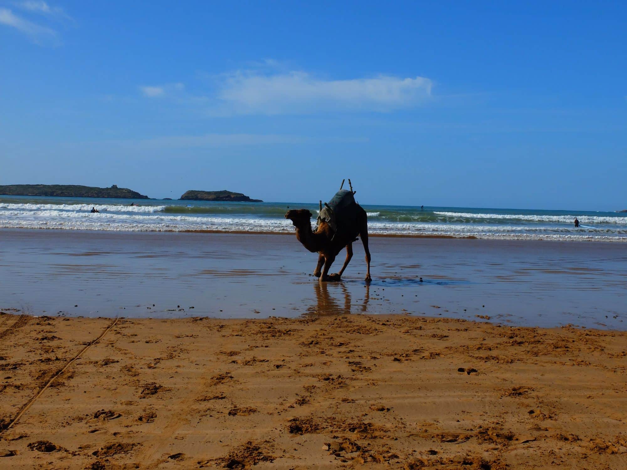 Dromadaire sur la plage d'Essaouira