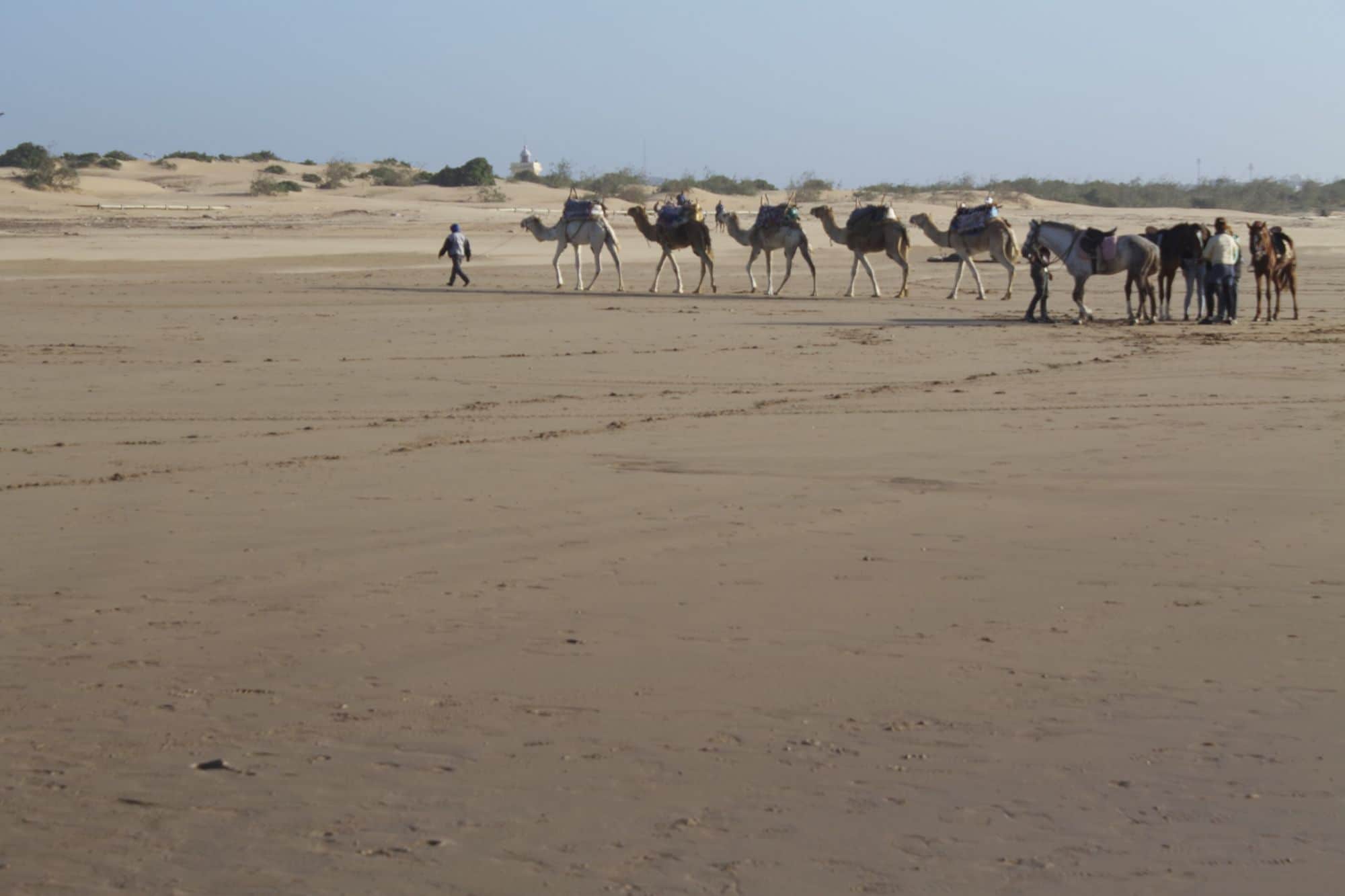 Caravane de dromadaires sur la plage